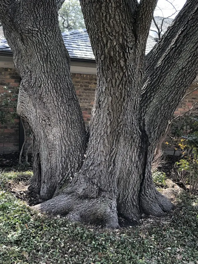Mature heritage tree close to a Captain Cook property cared for by certified arborists
